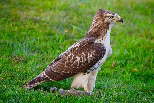red-tailed-hawk-5837859__340